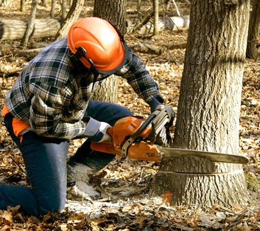 Tree Removal in Ransom, KS